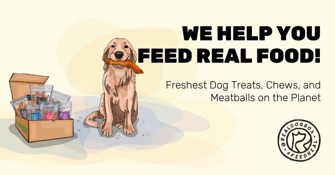 Did You Feed The Dog?